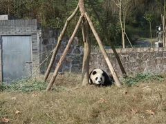 -都江堰中华大熊猫苑