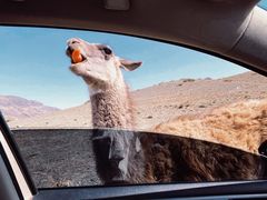 -新疆天山野生动物园