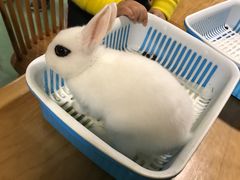 -藦茜花园宠物主题亲子互动体验馆(国顺东路店)