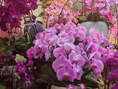 -花鸟鱼虫鲜花绿植市场(玉泉路店)