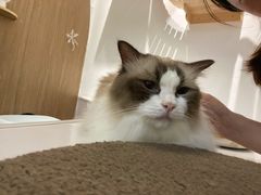 -COLOR PETS 撸猫馆·购猫·猫咖(长风大悦城店)