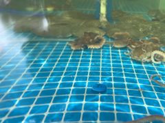 -蓝珊甄选海鲜自助·火锅大排档(近阿那亚店)