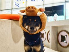 -柴务处·柴犬主题狗咖