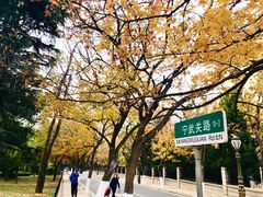 -八大关景区