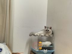 -lincat·猫舍(广州店)