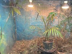 -上海大自然野生昆虫馆(东方明珠·爬宠昆虫探索中心)