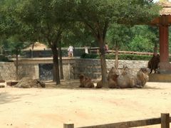 -石家庄市动物园