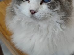 -猫小院猫主题餐厅(南锣旗舰店)