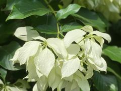 -东莞植物园