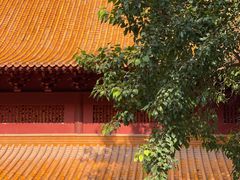 -深圳仙湖植物园