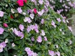 -菌之家·专业纯野生菌火锅·特色炒菌