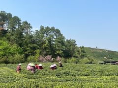 -龙坞茶村