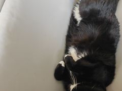 -鼓捣猫呢主题猫咖店