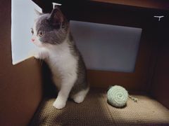 -东方名猫馆·英短金渐层布偶猫舍(环线广场1号楼店)