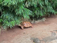 -海南热带野生动植物园