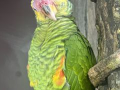 -新加坡飞禽公园