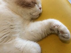 -猫在这儿猫咪咖啡馆·撸猫馆