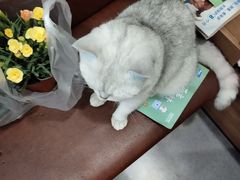 -安安宠医宠物医院·异宠·犬猫内科(岳阳分院)