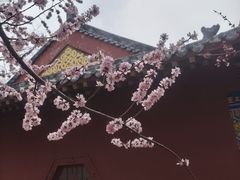 -桃花堤公园