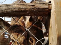 -静之湖湖畔餐厅