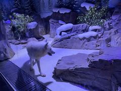 -上海海昌海洋公园