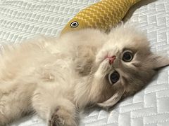 -老吴的猫·猫舍(新区店)