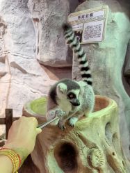 -Zoolung Zoolung动物主题公园(海信广场店)