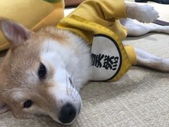 -逗柴咖啡屋·狗咖猫咖宠物桌游