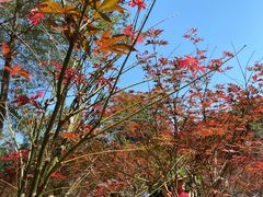 -广州市帽峰山景区