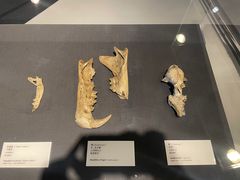 -北京周口店北京人遗址博物馆