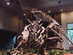 景点-自贡恐龙博物馆