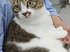 -四月宠物医院·猫专科·心脏专科·内科(转塘店)