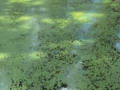 -渌洋湖湿地公园