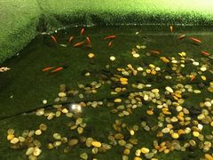 -虾小龙老长沙龙虾馆(坡子街店)