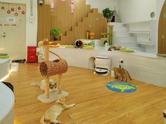 -COLOR PETS 撸猫馆·购猫·猫咖(长风大悦城店)