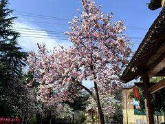 -黑河国家森林公园