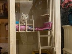 -欣宠猫屋·矮脚拿破仑·蓝金金渐层