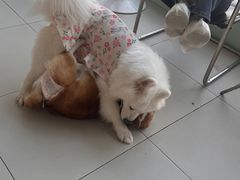 -怪兽屋·羊驼·猫咖·狗咖(俊华广场店)
