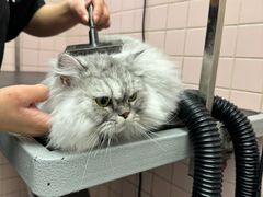 -FAELING PETS美天灵宠物(富力广场店)