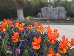 -上海鲜花港