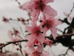 -樂桃源奉贤黄桃种植采摘基地