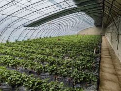 -蓝呗呗蓝莓草莓采摘园(通州区马驹桥店)