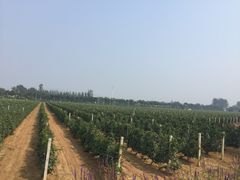 -北京张裕爱斐堡酒庄