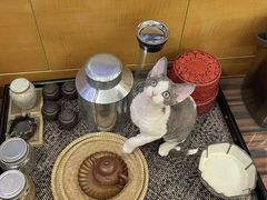 -山宅一喵德文卷毛猫舍