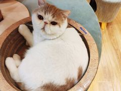 -滚猫咖啡·猫咖·猫友好撸猫(未来城店)