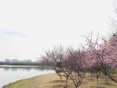 -大兴滨河森林公园