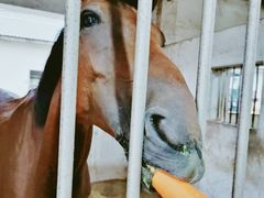 -松声马术俱乐部