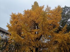 -四川大学(华西校区)