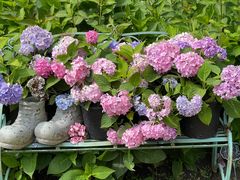 -上海共青森林公园