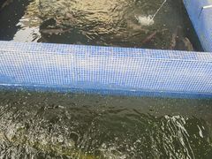 -鸿渡渔庄·特色鸭咀鱼